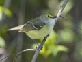White-eyed Vireo - Barkley Wildlife Management Area - Stewart County - TN, April 21, 2024
