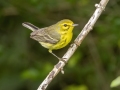 Prairie Warbler - Cheatham Dam Right Bank - Cheatham County, TN - May 16, 2024