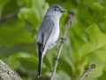 Blue-gray Gnatcatcher -  Barkley Wildlife Management Area - Stewart County - TN, May 4, 2024