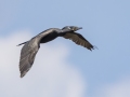 Neotropic Cormorant - Tennessee NWR--Duck River Unit--Duck River Bottoms, Humphreys, Tennessee, United States, June 3, 2024