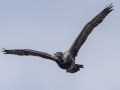 Neotropic Cormorant - Tennessee NWR--Duck River Unit--Duck River Bottoms, Humphreys, Tennessee, United States, June 3, 2024