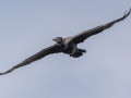 Neotropic Cormorant - Tennessee NWR--Duck River Unit--Duck River Bottoms, Humphreys, Tennessee, United States, June 3, 2024