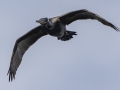 Neotropic Cormorant - Tennessee NWR--Duck River Unit--Duck River Bottoms, Humphreys, Tennessee, United States, June 3, 2024