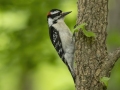 Downy Woodpecker -  Barkley Wildlife Management Area - Stewart County - TN, April 29, 2024