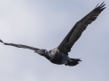 Neotropic Cormorant - Tennessee NWR--Duck River Unit--Duck River Bottoms, Humphreys, Tennessee, United States, June 3, 2024