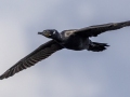 Neotropic Cormorant - Tennessee NWR--Duck River Unit--Duck River Bottoms, Humphreys, Tennessee, United States, June 3, 2024