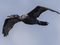 Neotropic Cormorant - Tennessee NWR--Duck River Unit--Duck River Bottoms, Humphreys, Tennessee, United States, June 3, 2024