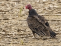 Turkey Vulture