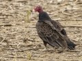 Turkey Vulture - US-TN-Dover-582 River Rd, Stewart, Tennessee, June 28, 2024
