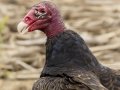 Turkey Vulture - US-TN-Dover-582 River Rd, Stewart, Tennessee, June 28, 2024