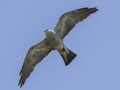 Mississippi Kite - Honey Point Ferry Ln., Humphreys, Tennessee, United States, June 6, 2024