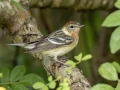 Bay-breasted Warbler - Cheatham Dam Right Bank - Cheatham County, TN - May 16, 2024