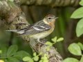 Bay-breasted Warbler - Cheatham Dam Right Bank - Cheatham County, TN - May 16, 2024