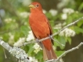 Summer Tanager -  Barkley Wildlife Management Area - Stewart County - TN, May 4, 2024