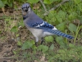 Blue Jay -  Barkley Wildlife Management Area - Stewart County - TN, April 29, 2024