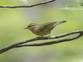 Worm-eating Warbler