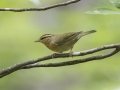 Worm-eating Warbler - Gatling Point Rec Area (36.5575,-87.9038), Stewart, Tennessee, June 19, 2024
