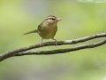 Worm-eating Warbler - Gatling Point Rec Area (36.5575,-87.9038), Stewart, Tennessee, June 19, 2024