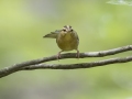 Worm-eating Warbler