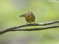 Worm-eating Warbler - Gatling Point Rec Area (36.5575,-87.9038), Stewart, Tennessee, June 19, 2024