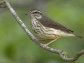 Louisiana Waterthrush -  Barkley Wildlife Management Area - Stewart County - TN, April 29, 2024