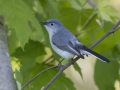Blue-gray Gnatcatcher - Barkley Wildlife Management Area - Stewart County - TN, April 21, 2024