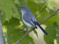 Blue-gray Gnatcatcher - Barkley Wildlife Management Area - Stewart County - TN, April 21, 2024