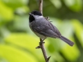 Carolina Chickadee -  Barkley Wildlife Management Area - Stewart County - TN, April 29, 2024