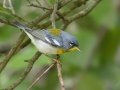 Northern Parula - Indian Mound - Steward County - TN, May 10 2024