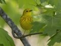 Yellow Warbler - Barkley Wildlife Management Area - Stewart County - TN, April 21, 2024