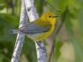 Prothonotary  Warbler - Barkley Wildlife Management Area - Stewart County - TN, April 21, 2024