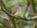 Least Flycatcher - Indian Mound - Steward County - TN, May 10 2024