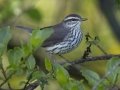 Louisiana  Waterthrush -  Barkley Wildlife Management Area - Stewart County - TN, April 21, 2024