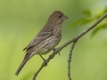 House Finch -  Barkley Wildlife Management Area - Stewart County - TN, May 4, 2024