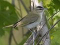 Red-eyed Vireo - Barkley Wildlife Management Area - Stewart County - TN, April 21, 2024