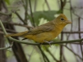 Summer Tanager -  Barkley Wildlife Management Area - Stewart County - TN, April 29, 2024