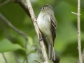 Least Flycatcher - Indian Mound - Steward County - TN, May 10 2024