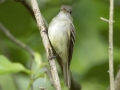 Least Flycatcher - Indian Mound - Steward County - TN, May 10 2024