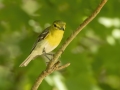 Yellow-throated Vireo