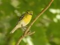 Yellow-throated Vireo - 1268 The Trace, Dover US-TN 36.55396, -87.90181, Stewart County, Sept 11, 2024