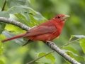 Summer Tanager - Land Between the Lakes NRA--South Welcome Station, Stewart County, Tennessee, June 19, 2024