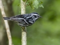 Black-and-white Warbler - Indian Mound - Steward County - TN, May 10 2024