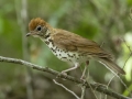 Wood Thrush - Cheatham Dam Right Bank - Cheatham County, TN - May 16, 2024