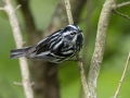 Black-and-white Warbler - Indian Mound - Steward County - TN, May 10 2024