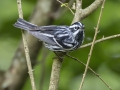 Black-and-white Warbler - Indian Mound - Steward County - TN, May 10 2024