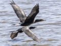 Neotropic Cormorant  (lower) with Double-crested Cormorant (upper)- Honey Point Ferry Ln., Humphreys, Tennessee, United States, June 6, 2024