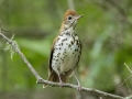 Wood Thrush - Cheatham Dam Right Bank - Cheatham County, TN - May 16, 2024