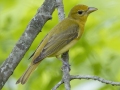 Summer Tanager -  Barkley Wildlife Management Area - Stewart County - TN, May 4, 2024