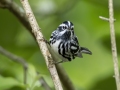 Black-and-white Warbler - Indian Mound - Steward County - TN, May 10 2024