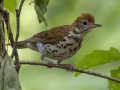 Wood Thrush - Cheatham Dam Right Bank - Cheatham County, TN - May 16, 2024